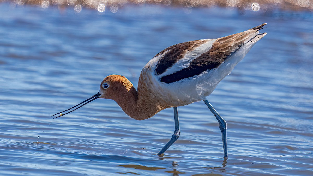 Avocette d'Amérique - ML469946941