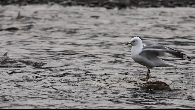 Bonaparte's Gull - ML469947