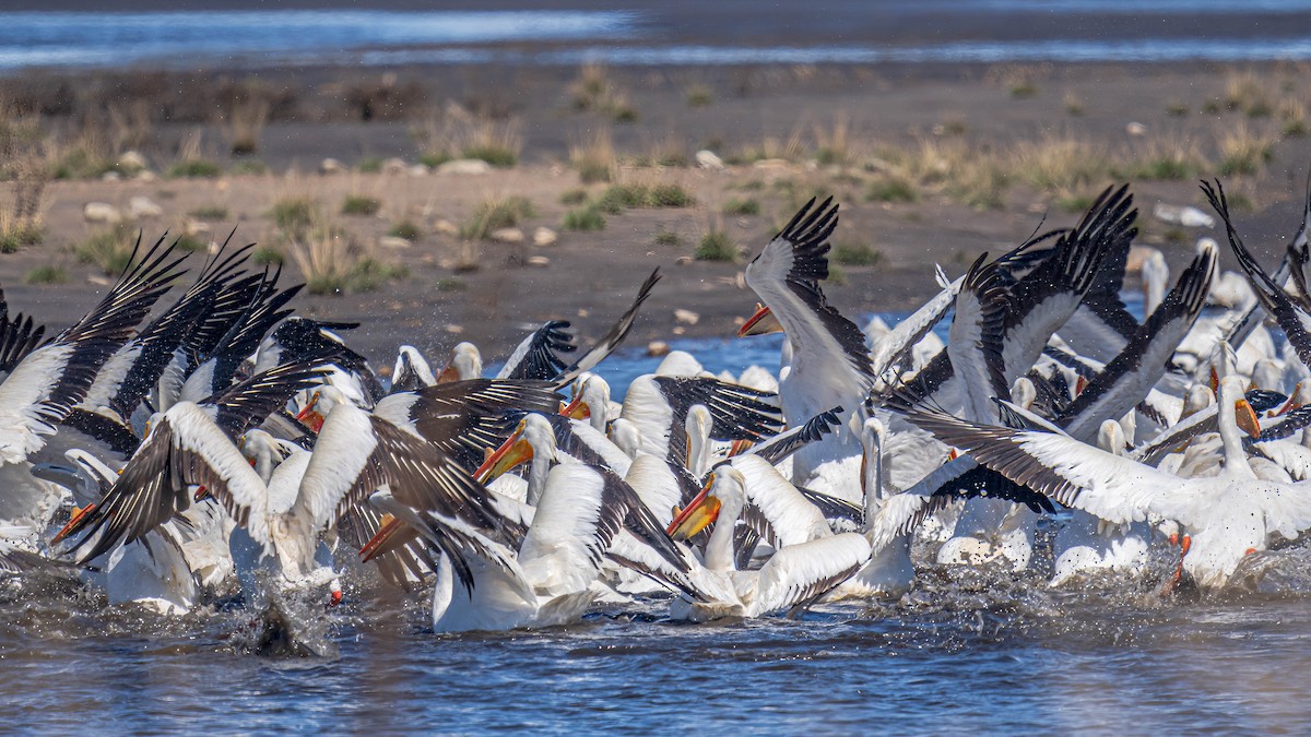 American White Pelican - ML469947061