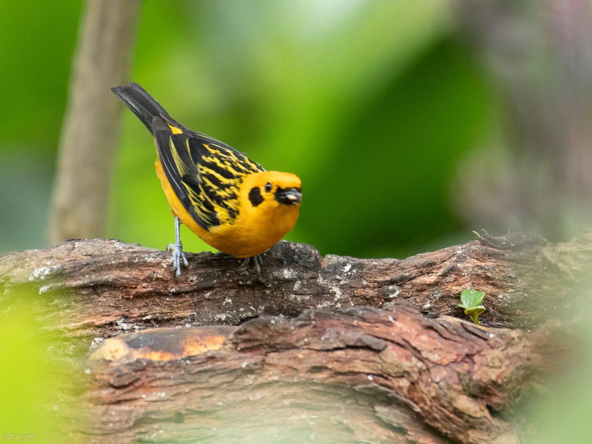 Golden Tanager - ML469947421