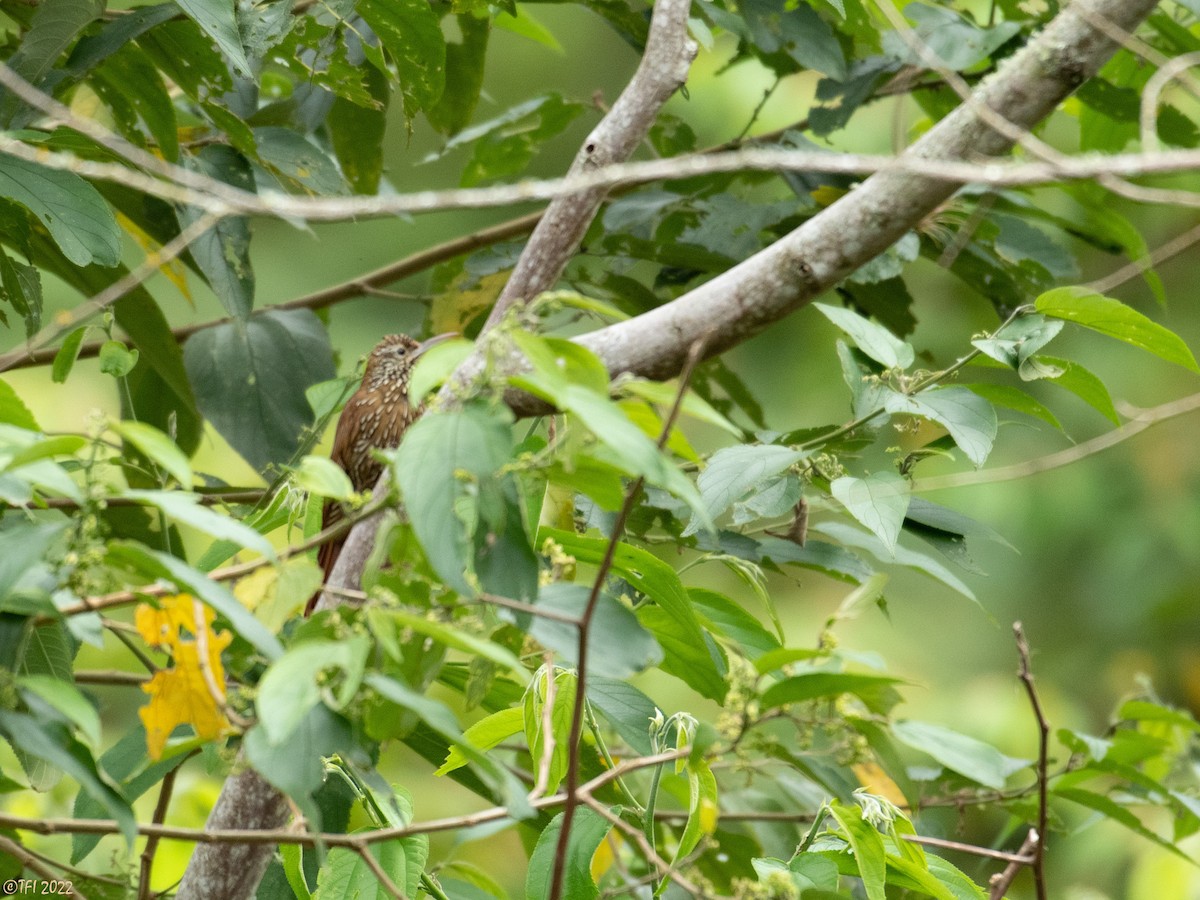 Montane Woodcreeper - ML469947931