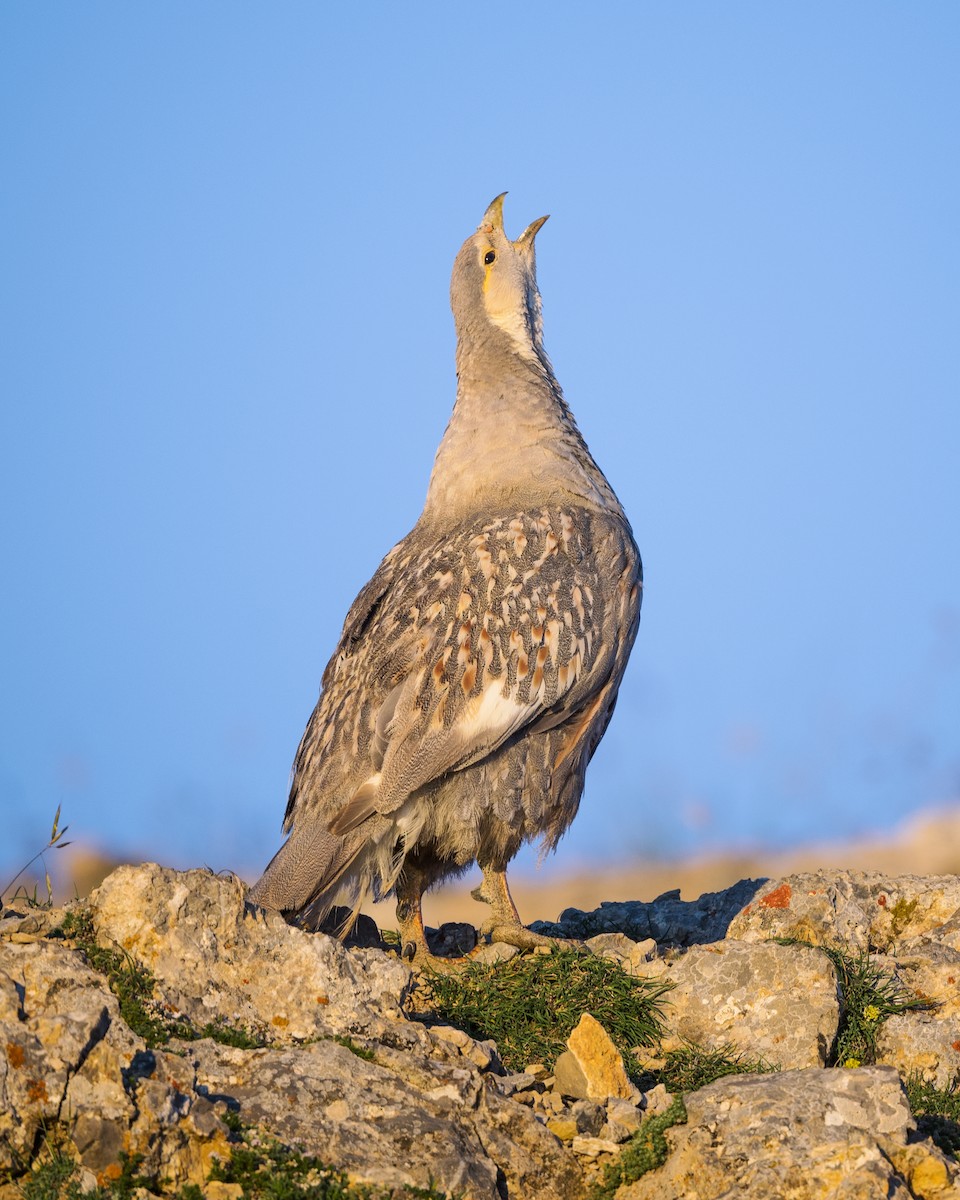 Caspian Snowcock - ML469950191