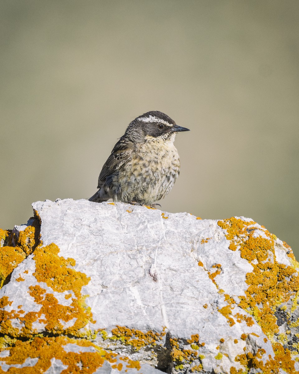 Radde's Accentor (Radde's) - Alper Tüydeş