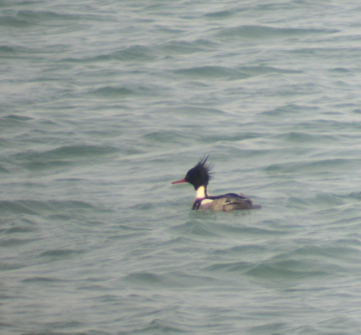 Red-breasted Merganser - ML46995051