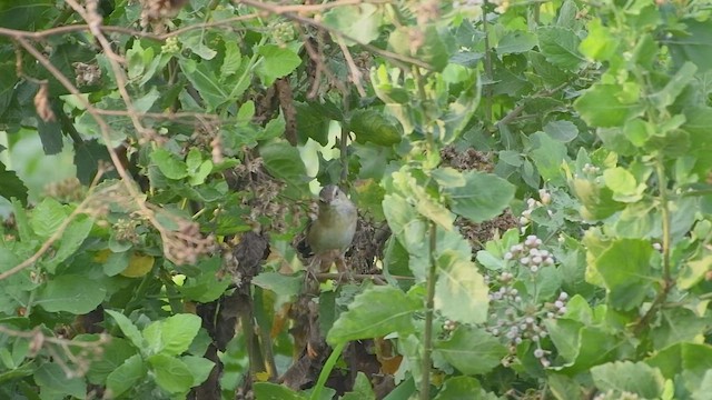 Pallas's Grasshopper Warbler - ML469950601