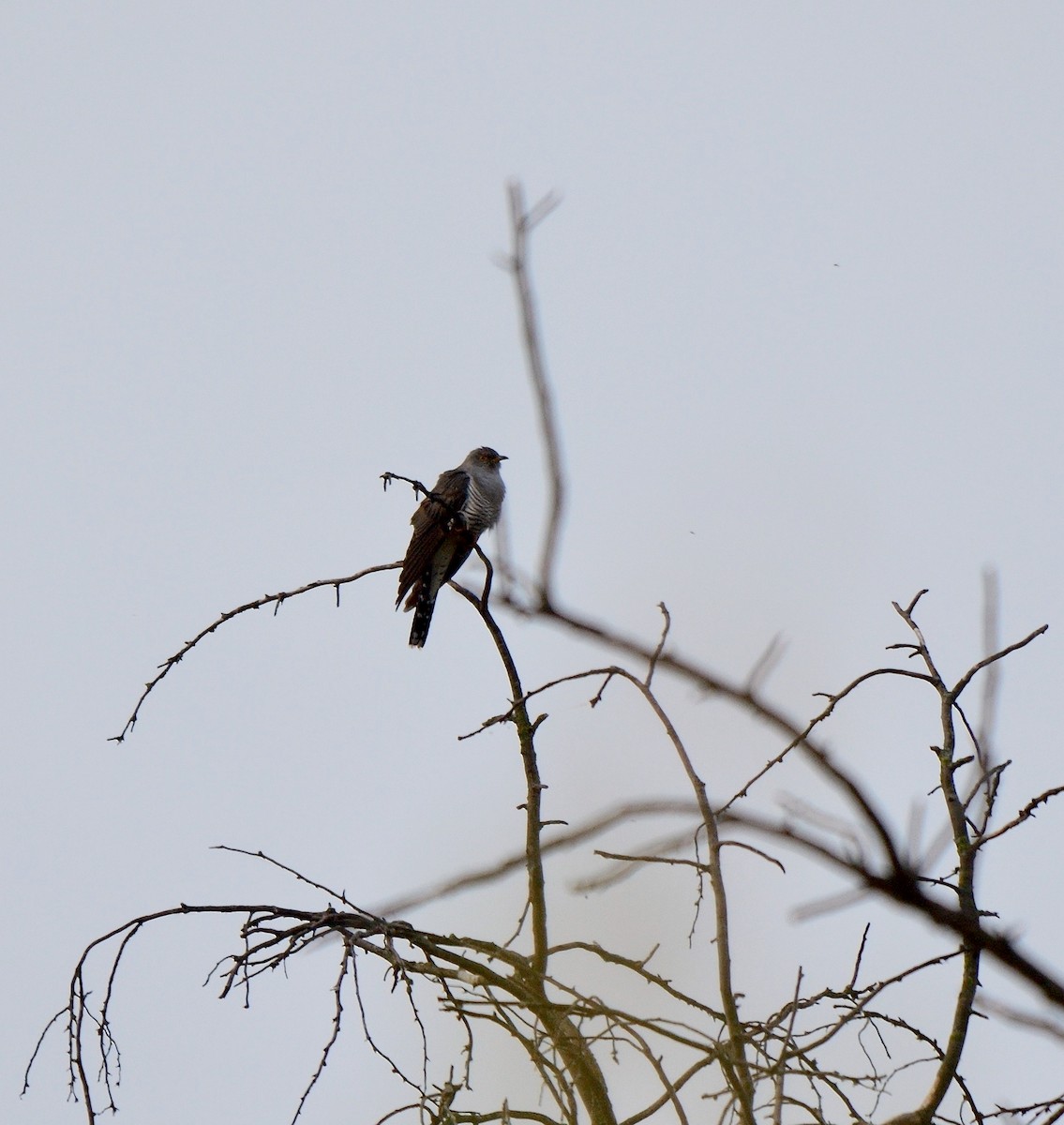 Common Cuckoo - ML469951271