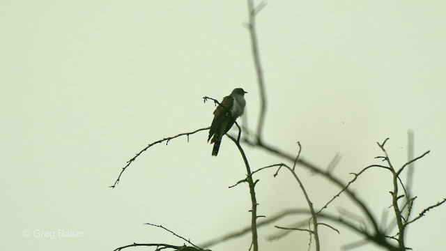 Common Cuckoo - ML469951281