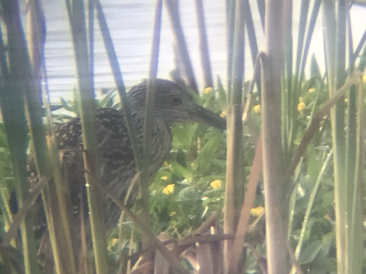 Yellow-crowned Night Heron - ML469952301