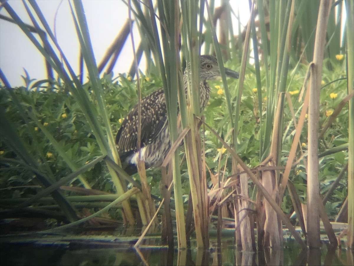 Yellow-crowned Night Heron - ML469952311