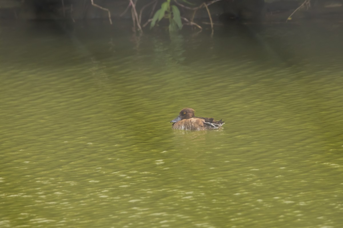 Tufted Duck - Hugo Cobos