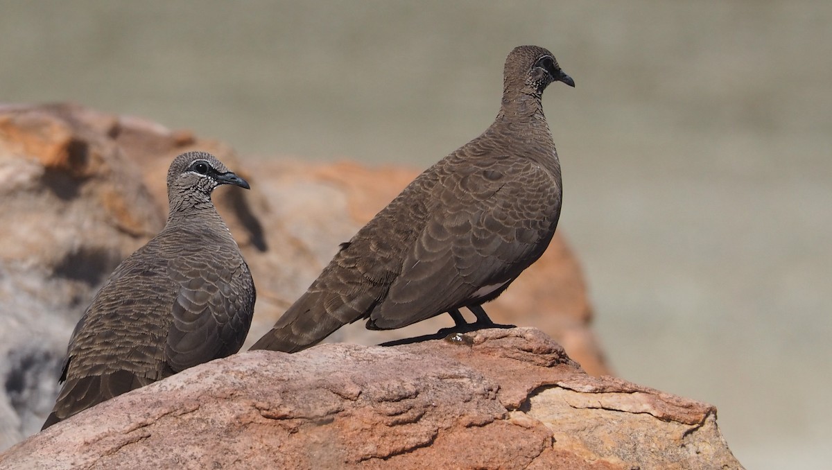 White-quilled Rock-Pigeon - ML469953871