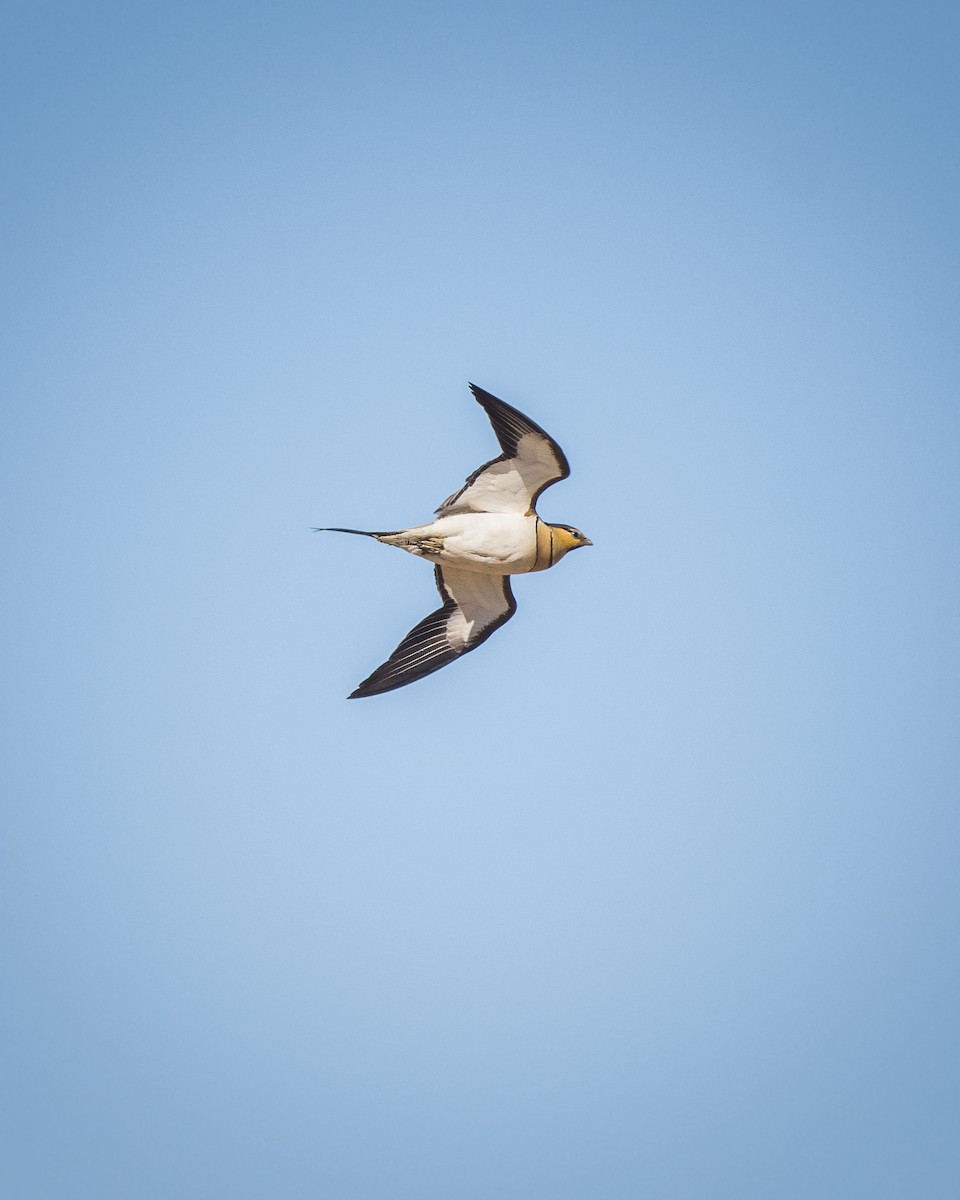 Pin-tailed Sandgrouse - ML469953891