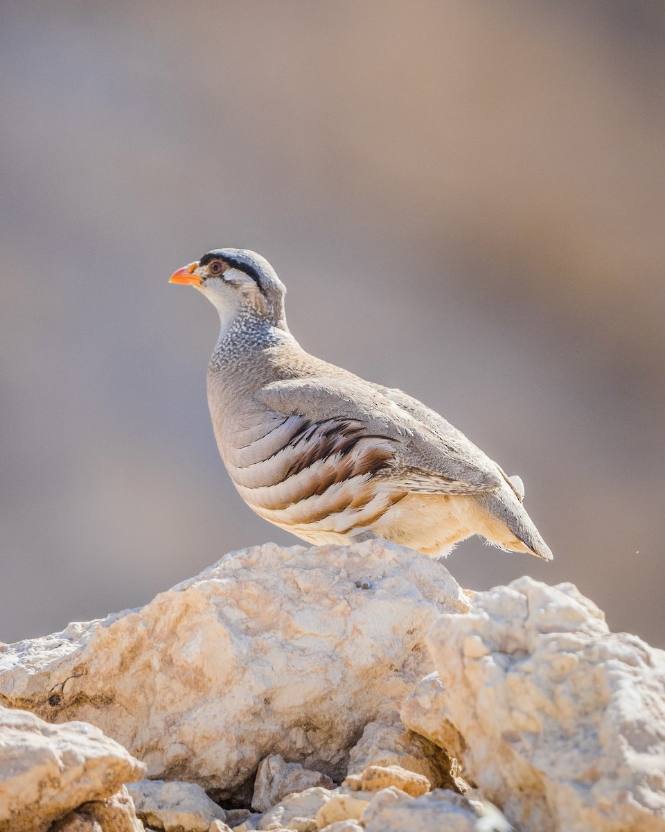 See-see Partridge - ML469953931