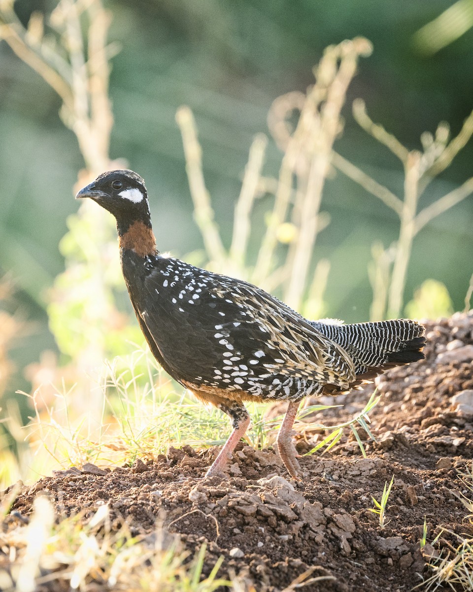 Black Francolin - ML469953961