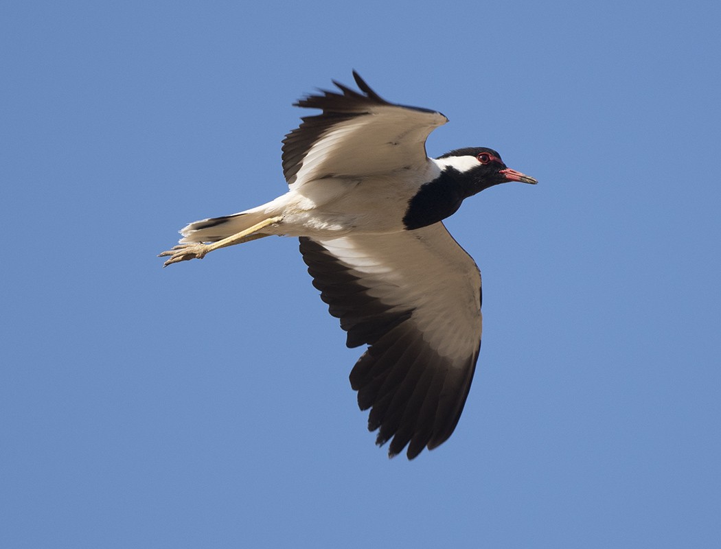 Red-wattled Lapwing - ML469953981