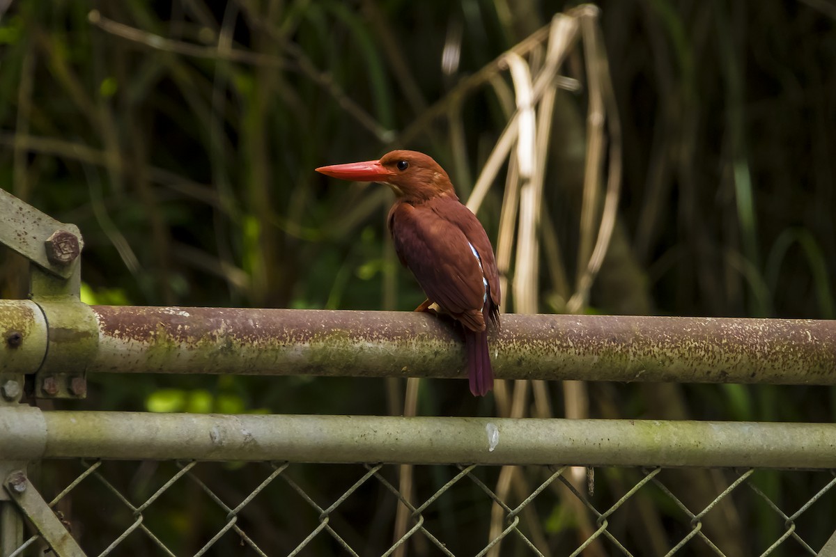 Ruddy Kingfisher - ML469954201