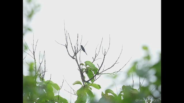 Fork-tailed Drongo-Cuckoo - ML469954281