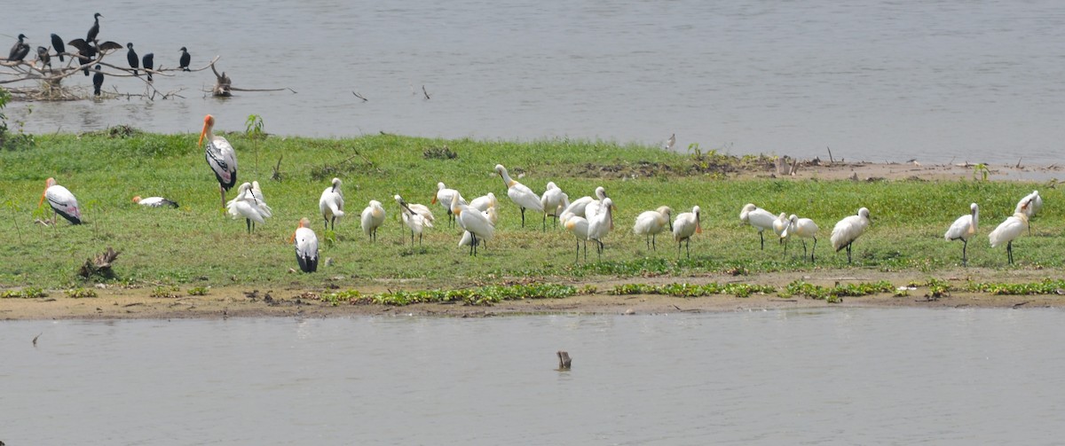 Eurasian Spoonbill - AM AMSA