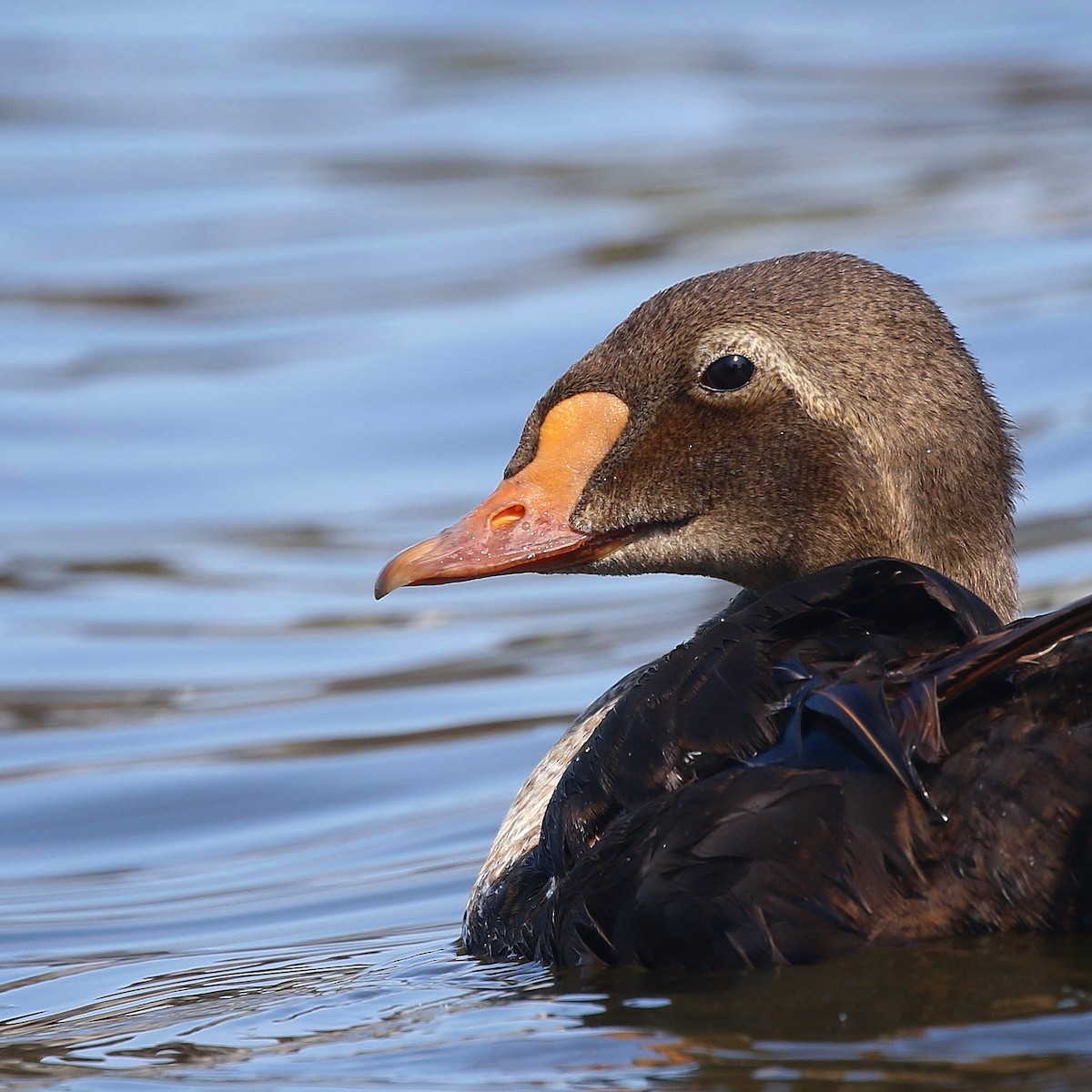 King Eider - ML469955171