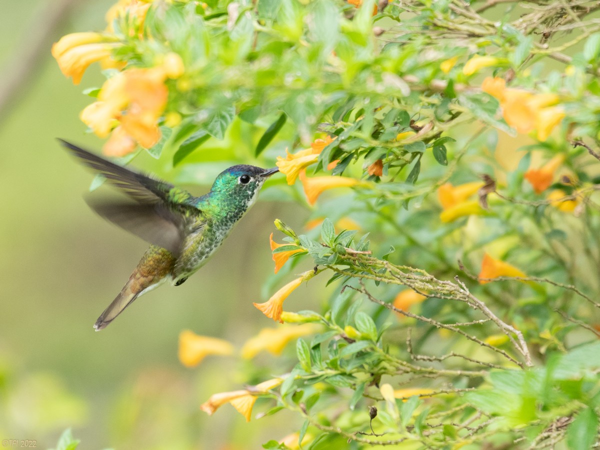 Andean Emerald - ML469955331