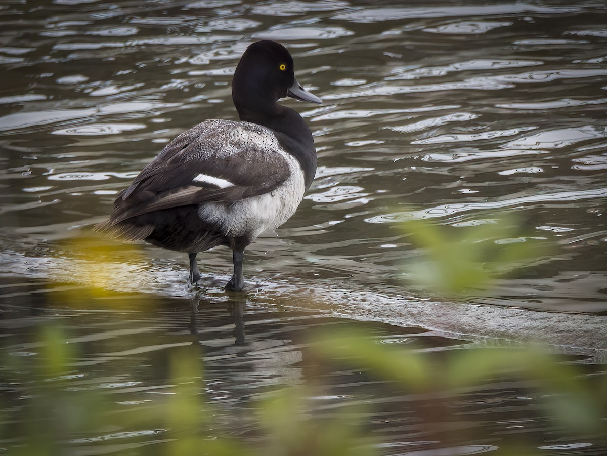 Lesser Scaup - ML469955791