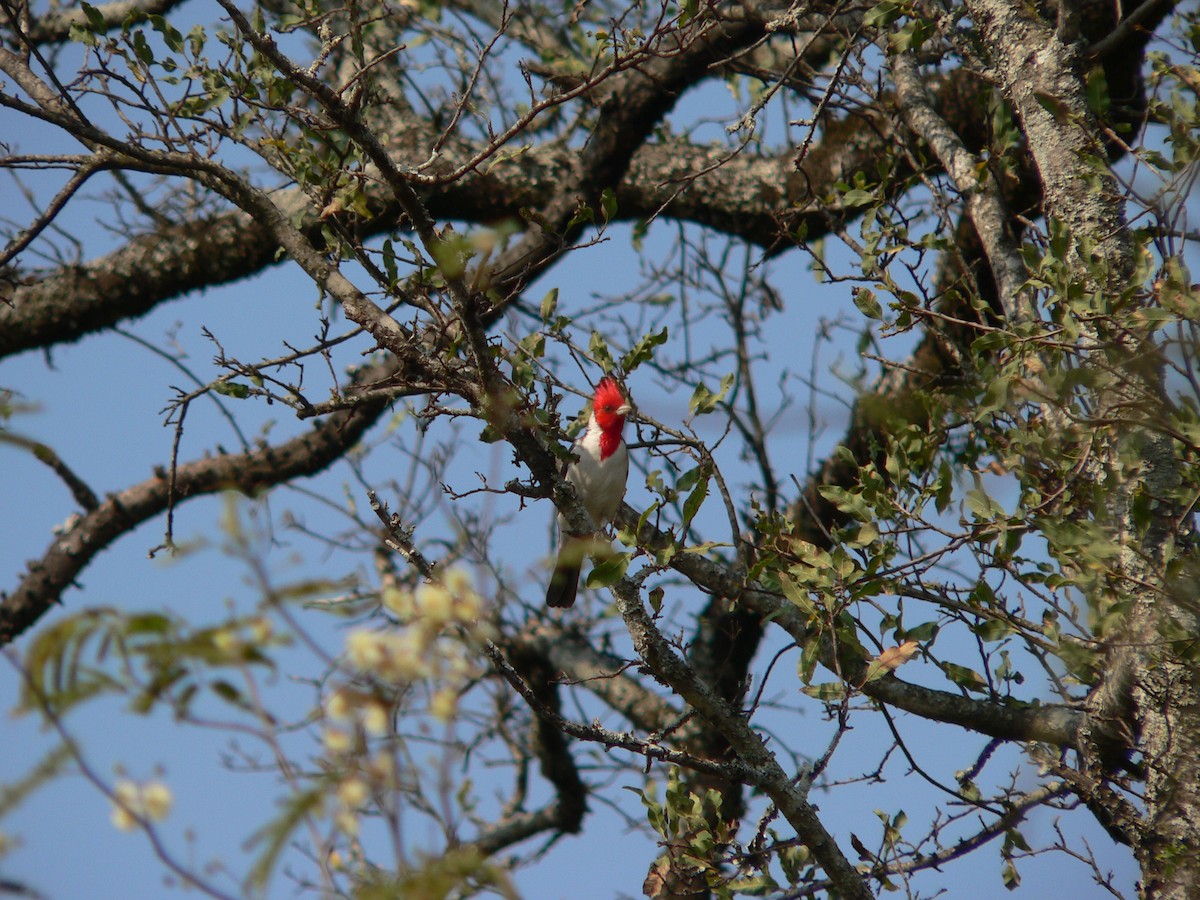 Red-crested Cardinal - ML469956011