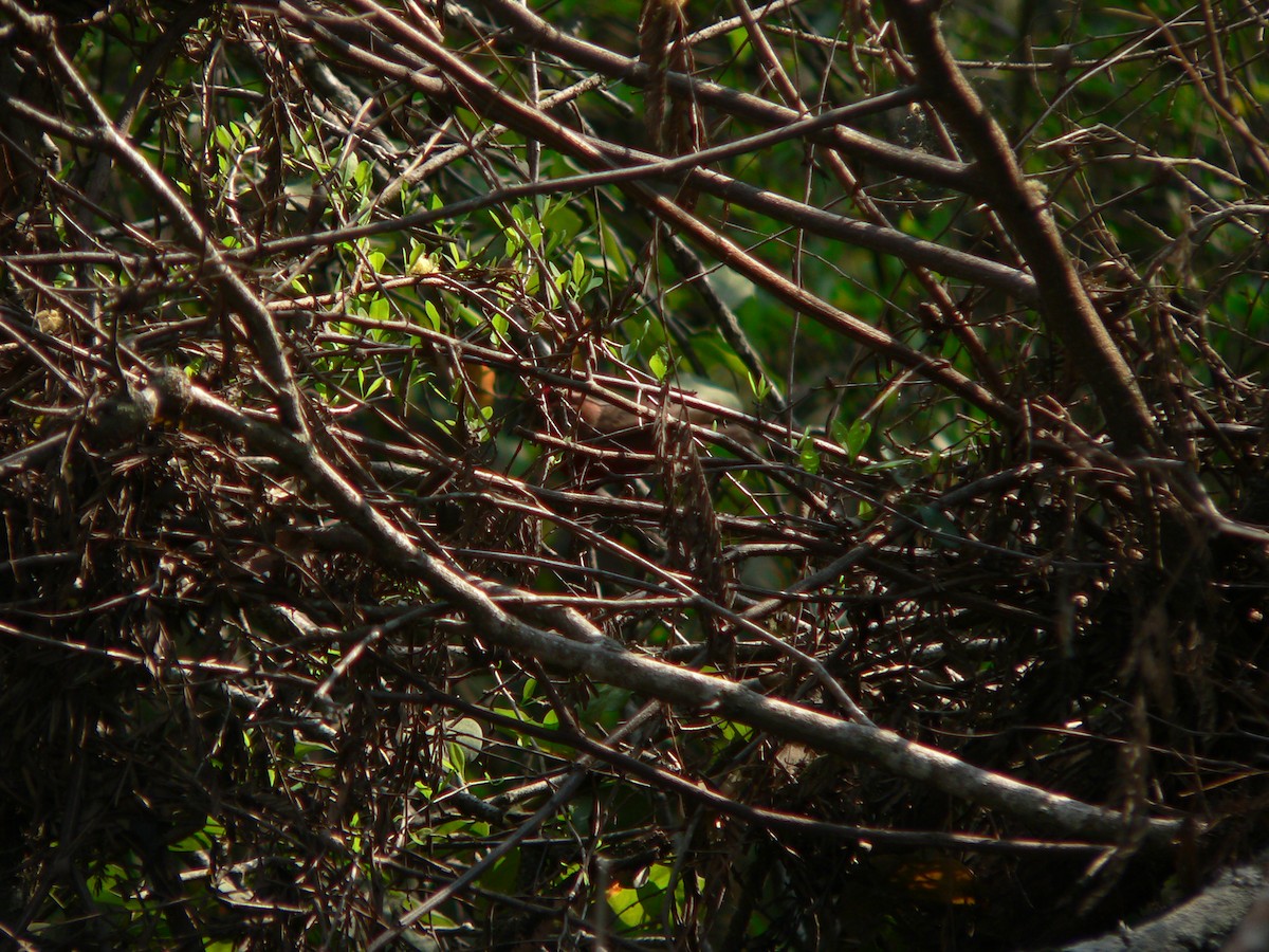 Red-crested Finch - ML469956391