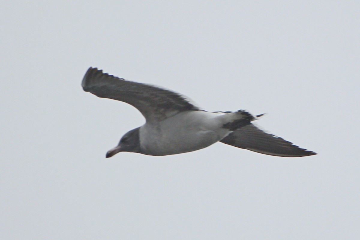 Dolphin Gull - ML469957721