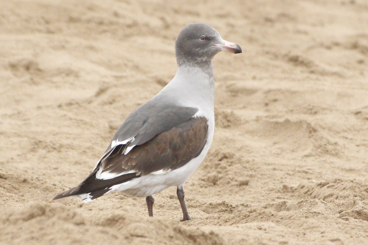 Dolphin Gull - Gabriel Carbajales