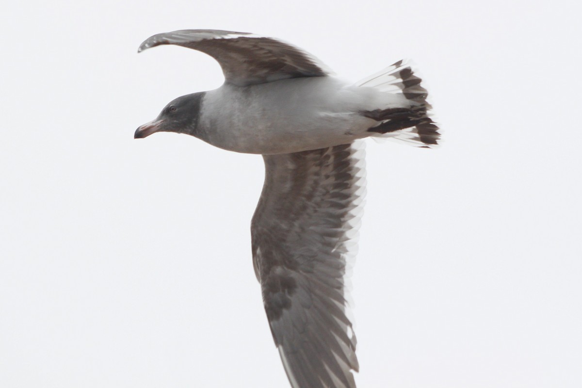 Dolphin Gull - ML469957751