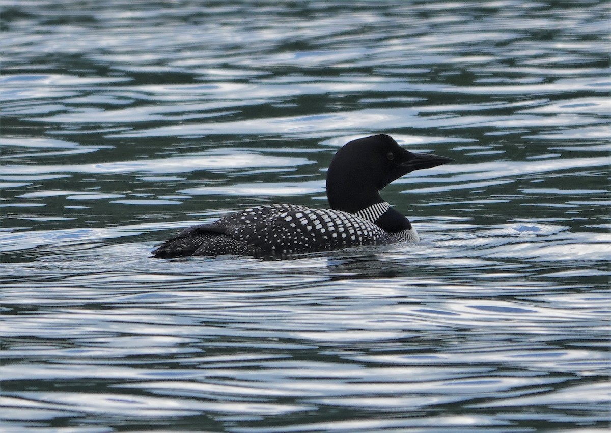 Common Loon - ML469958111