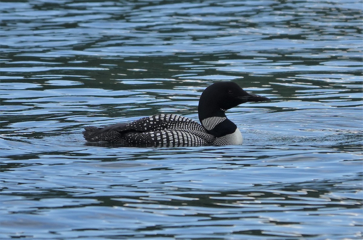 Common Loon - ML469958141