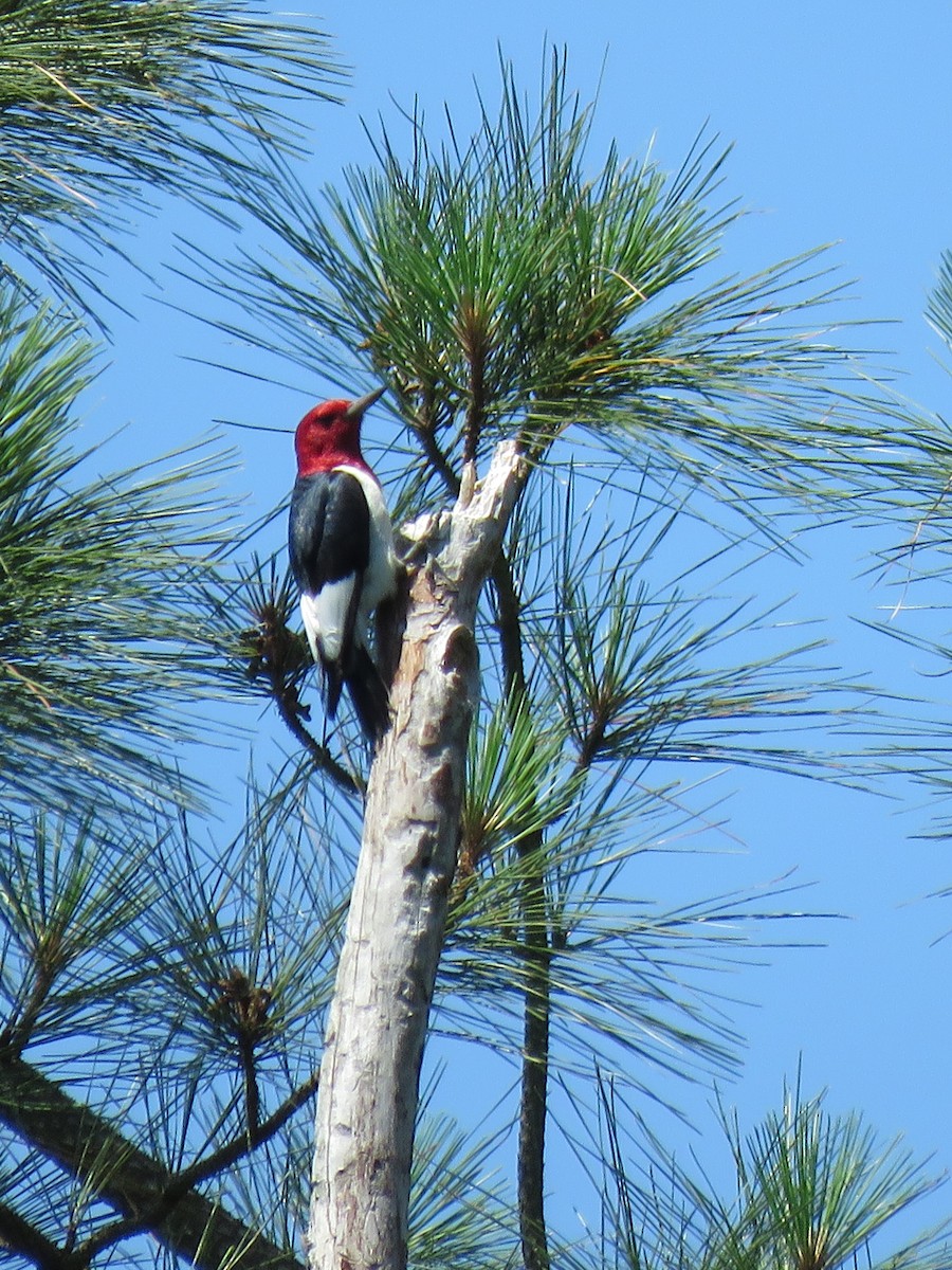 Pic à tête rouge - ML469959041