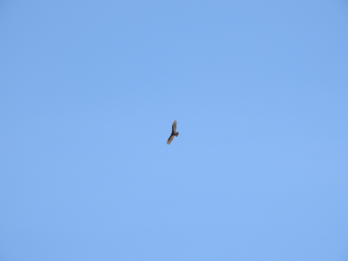 Turkey Vulture - ML469959551