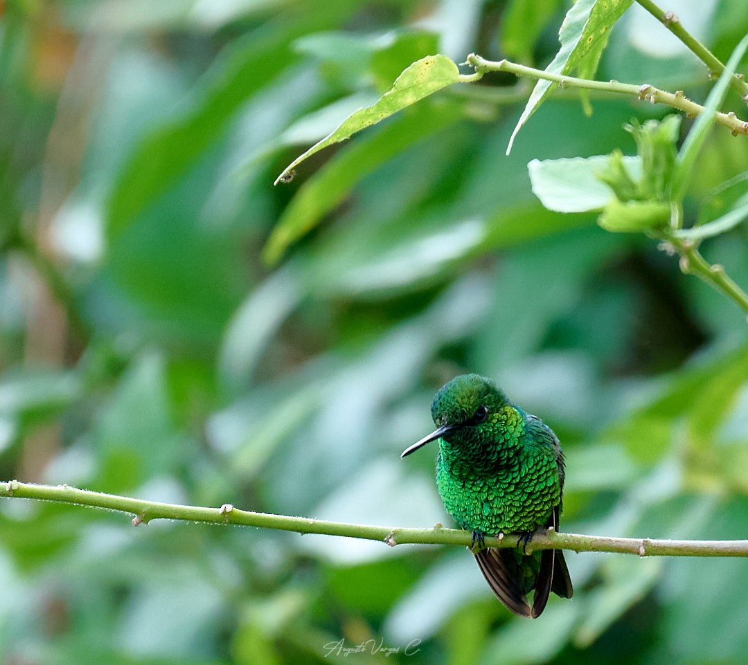 Short-tailed Emerald - Augusto Vargas Carlier