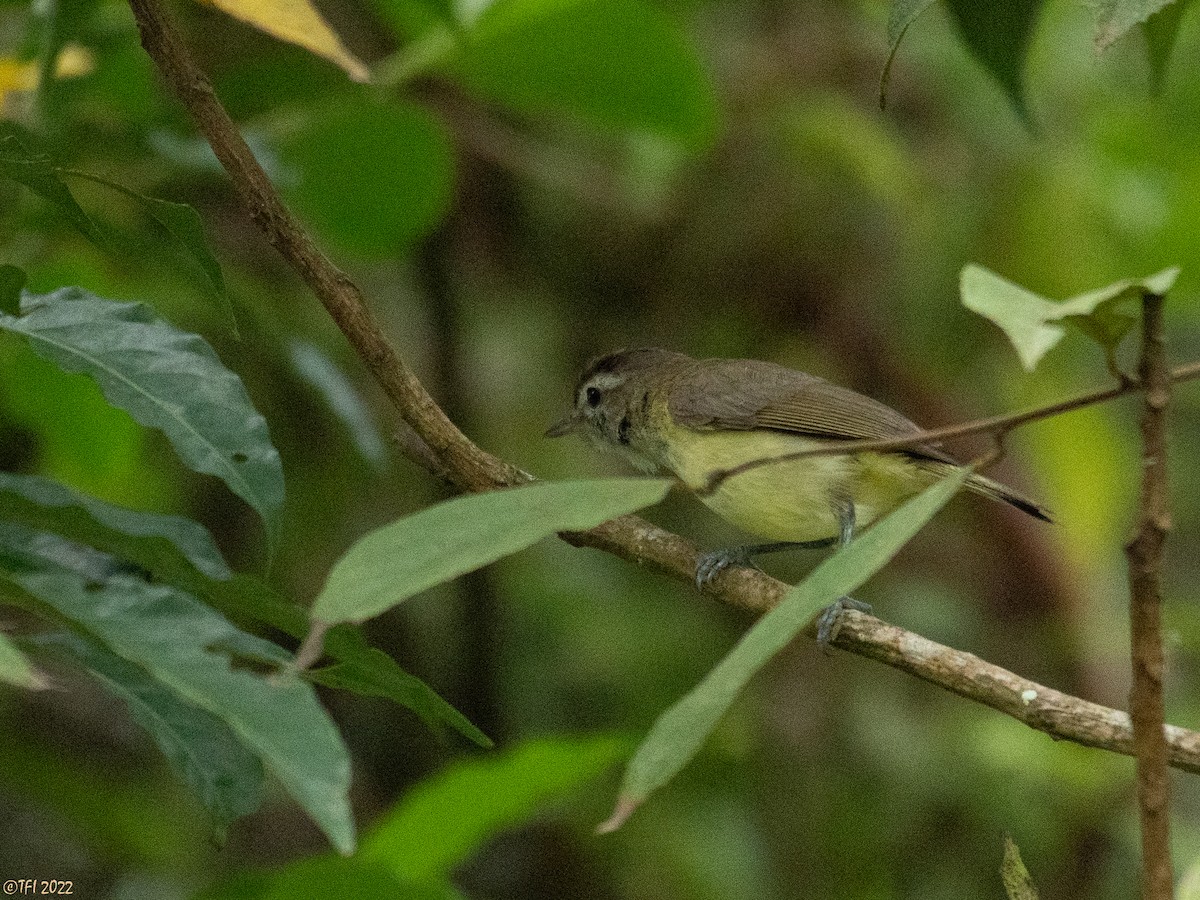 Brown-capped Vireo - T I