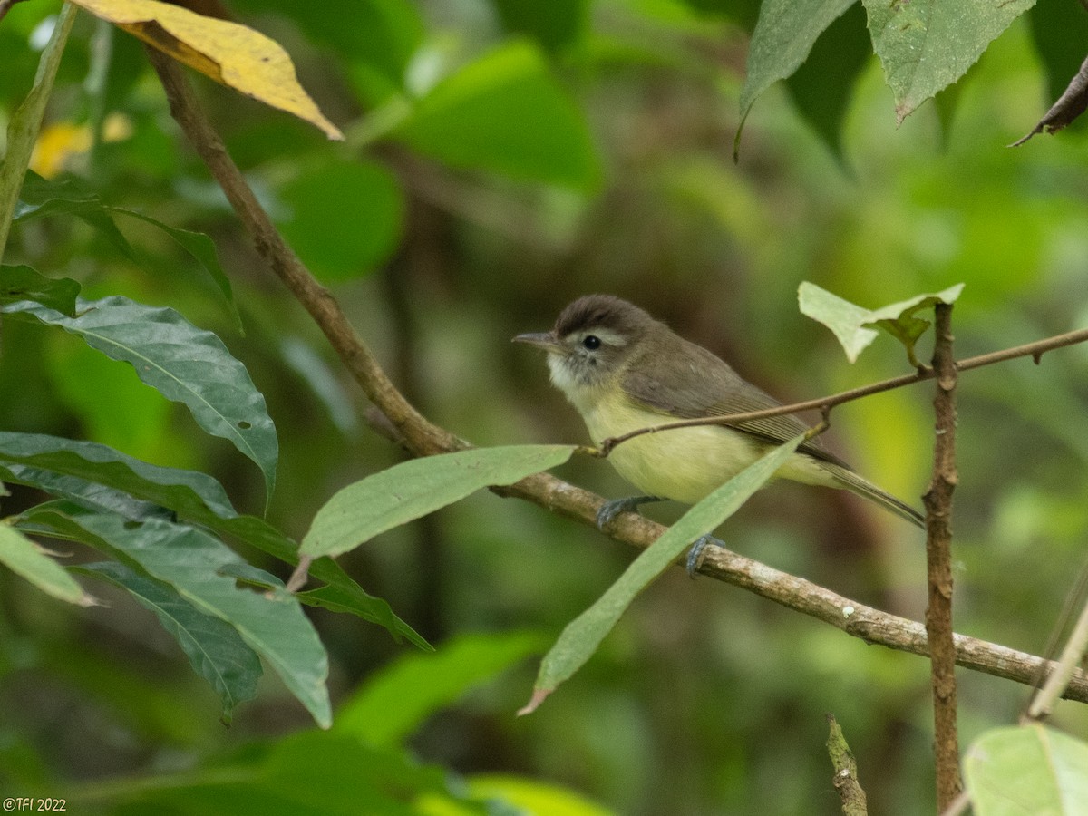 Braunkappenvireo - ML469964981