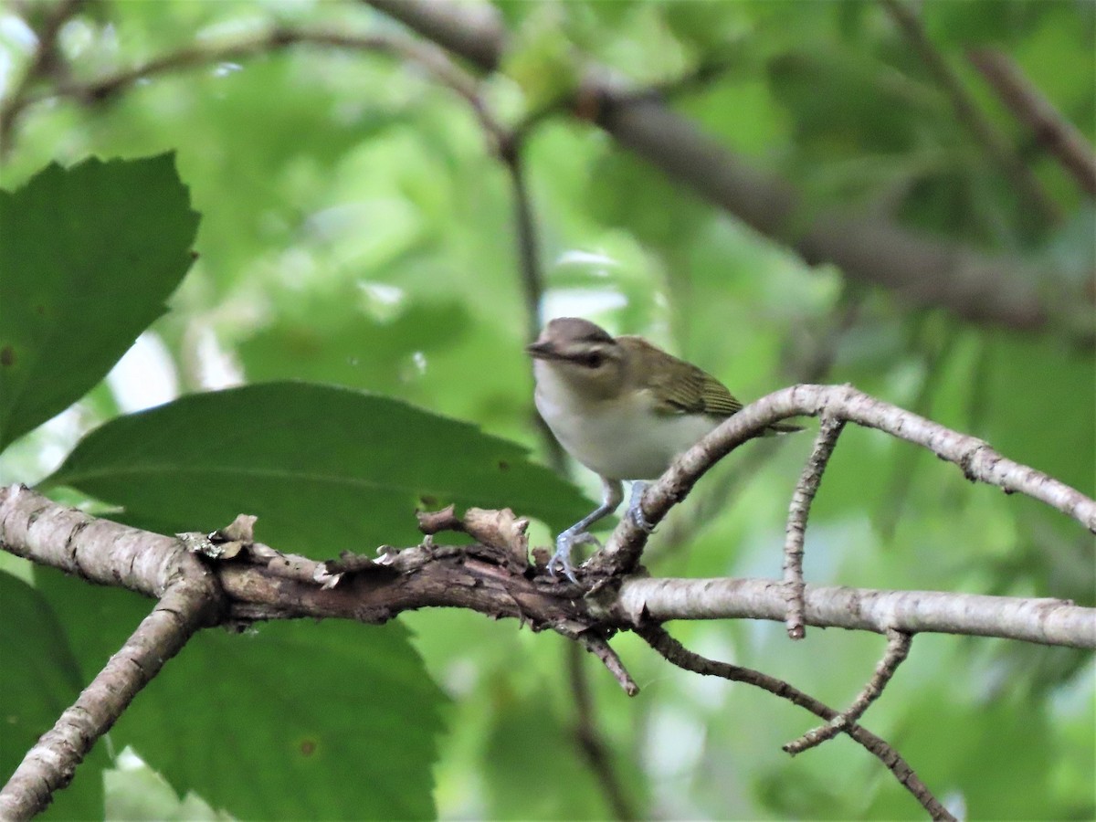 Kızıl Gözlü Vireo - ML469965511