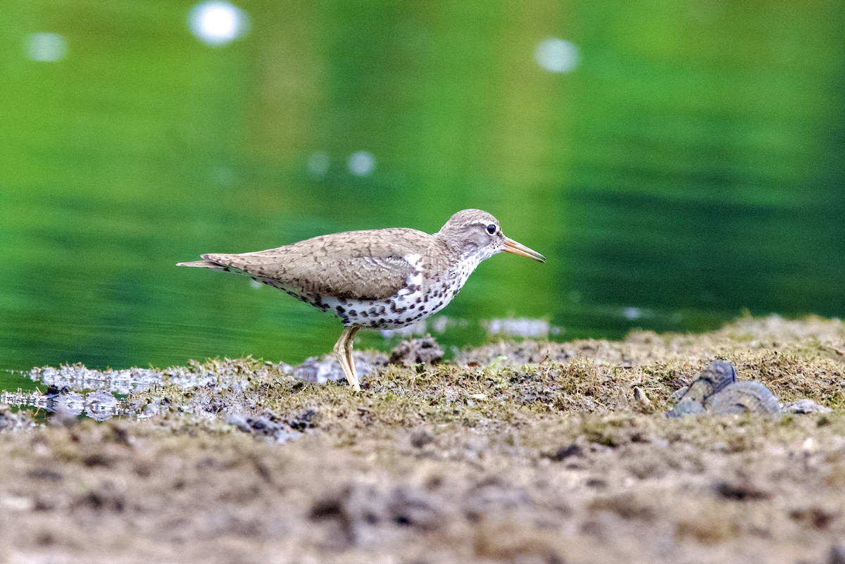 Spotted Sandpiper - Frank  Kahr