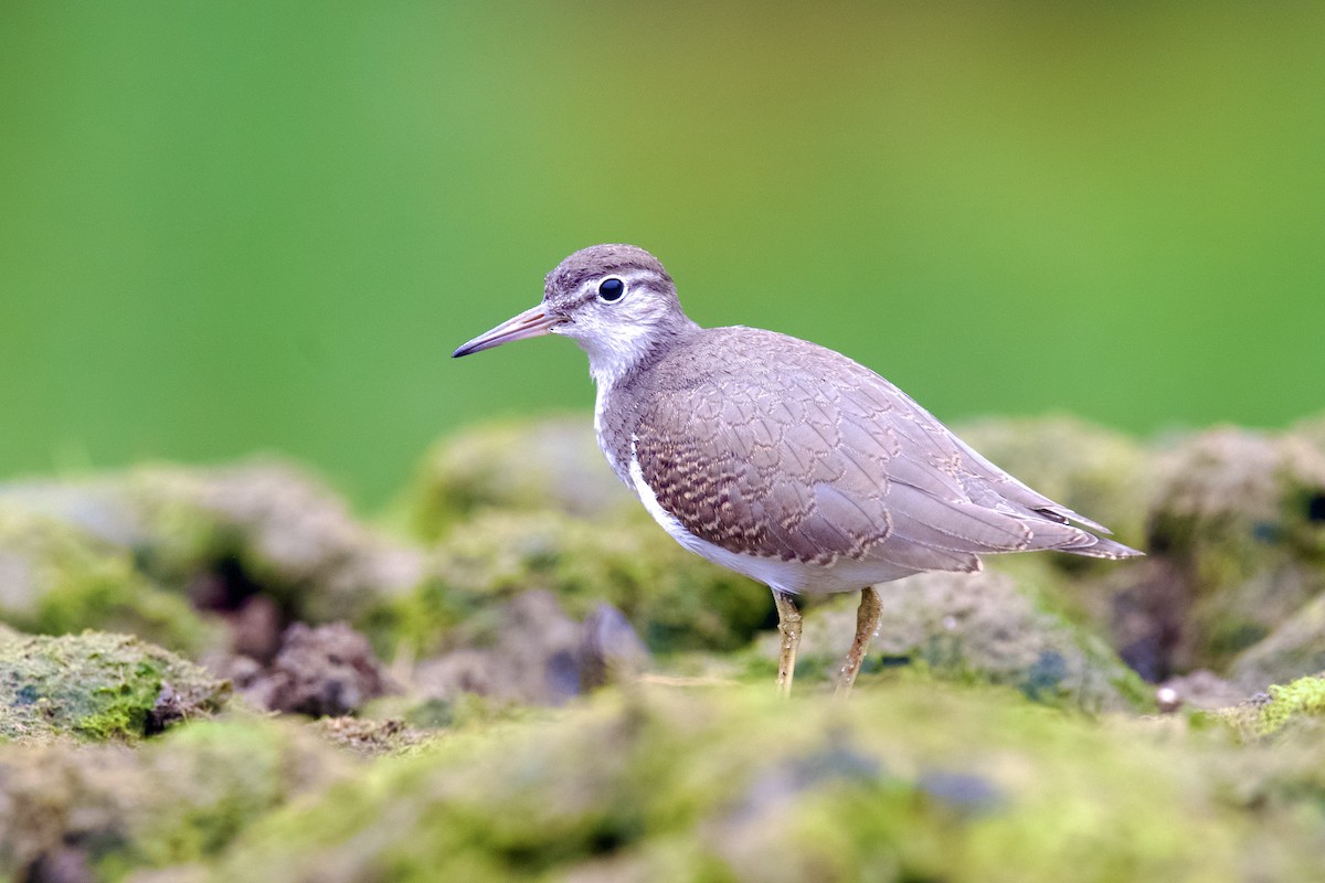 Spotted Sandpiper - Frank  Kahr