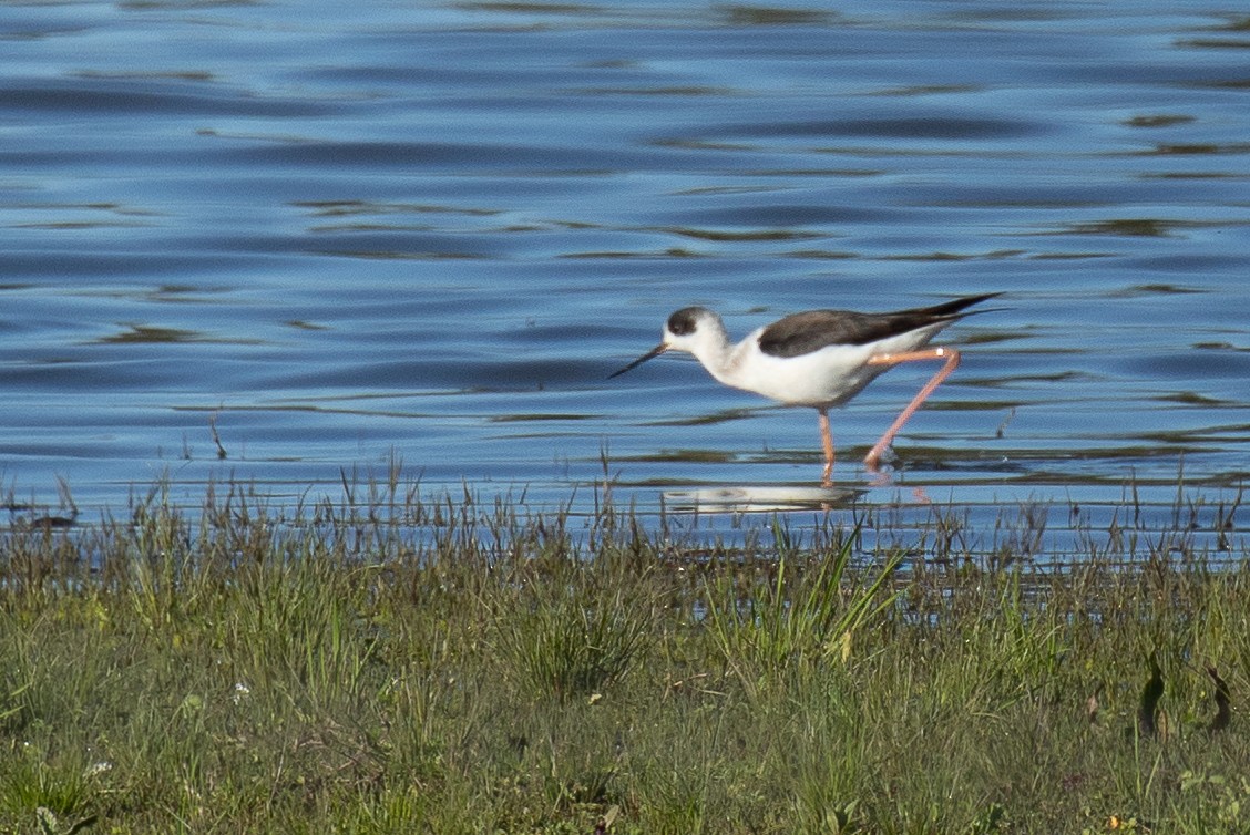 Black-winged Stilt - ML469966571