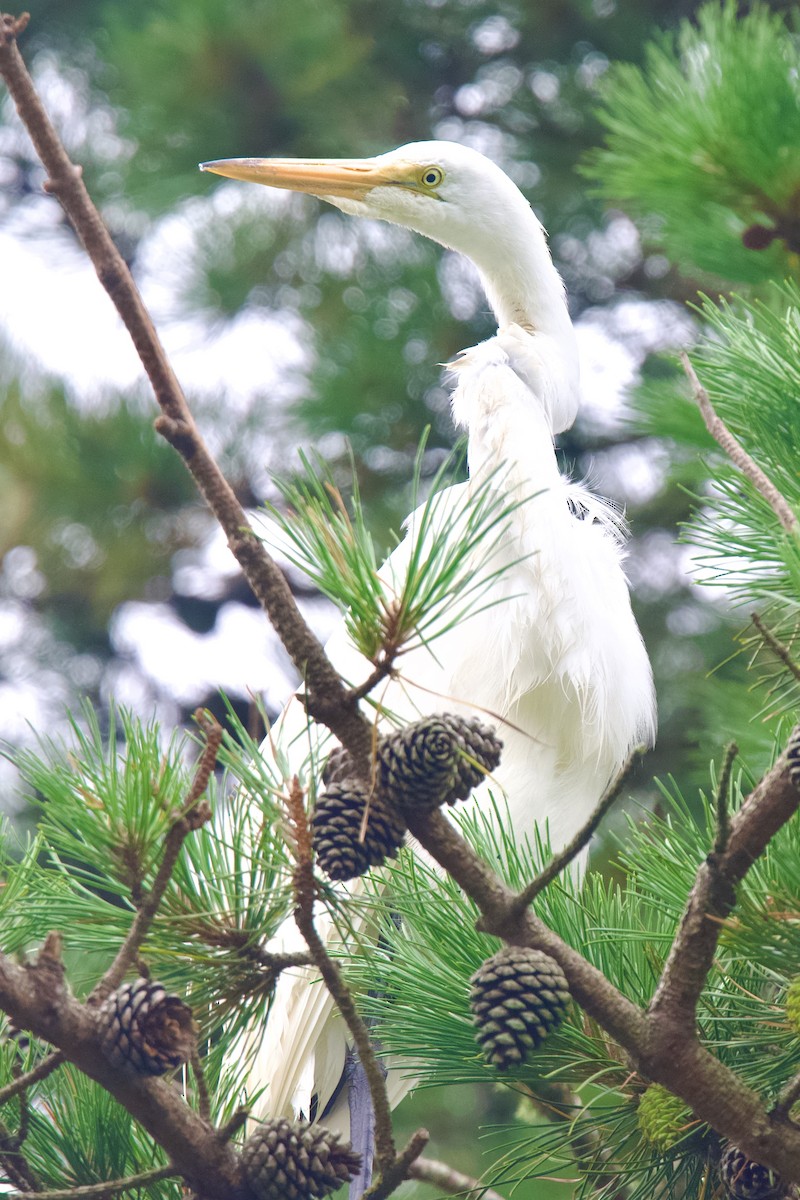 Great Egret - ML469966661