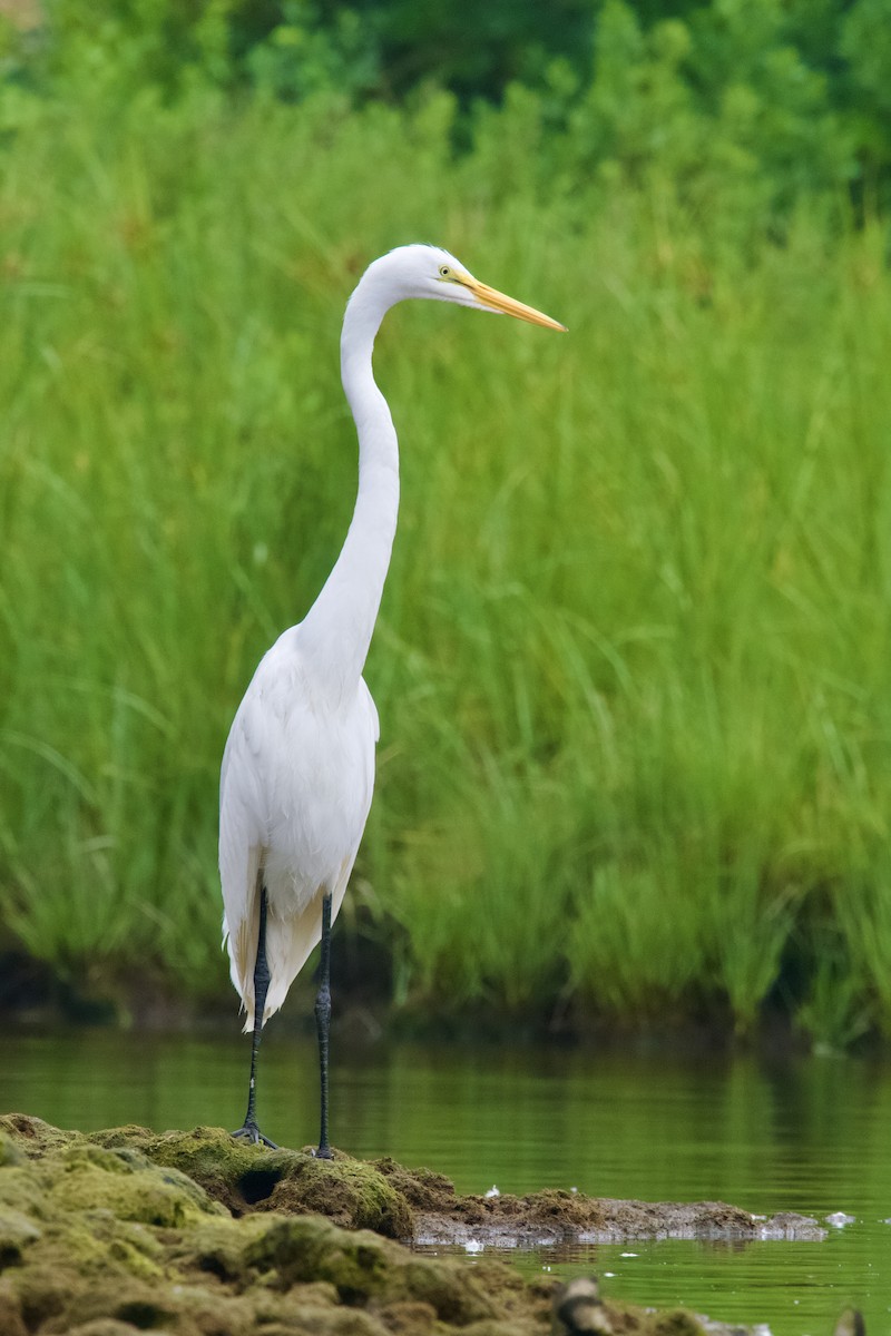 Great Egret - Frank  Kahr