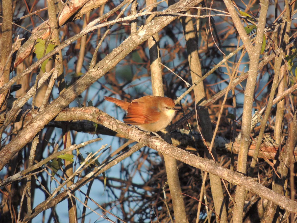 Yellow-chinned Spinetail - ML469967041