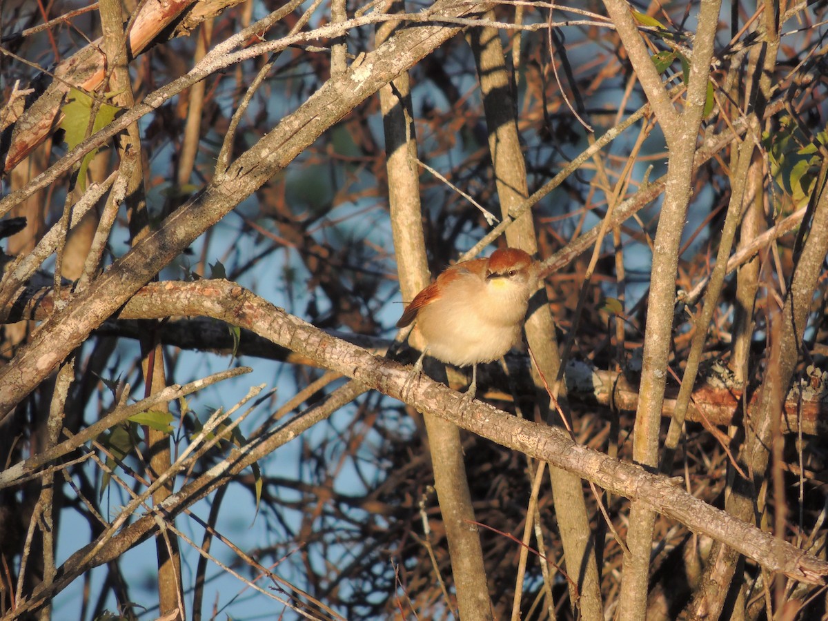 Yellow-chinned Spinetail - ML469967061