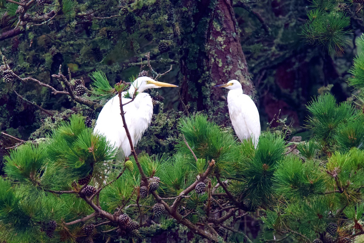 Snowy Egret - ML469967761