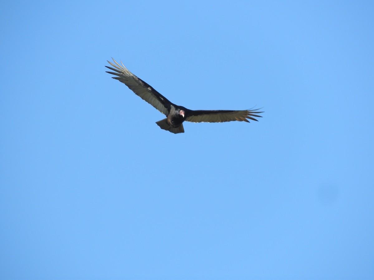 Turkey Vulture - ML469967851