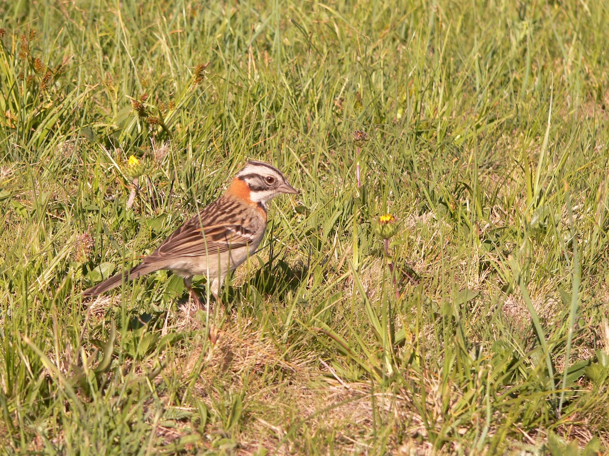 Rufous-collared Sparrow - ML469968141