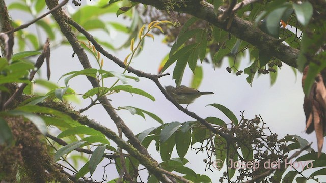 Olive-striped Flycatcher - ML469968201