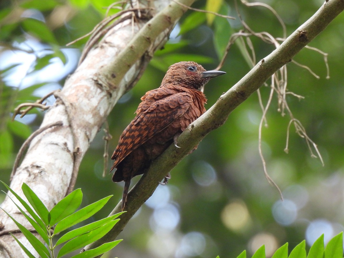 Rufous Woodpecker - Tuck Hong Tang
